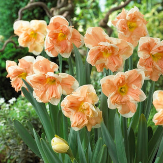 Narzisse - Apricot Whirl - Narcissus - Außergewöhnliche Farbe im Garten - 5 Blumenzwiebeln