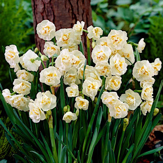 Narzisse - Bridal Crown - Narcissus - Aromatischer Frühling in Ihrem Garten - 5 Blumenzwiebeln
