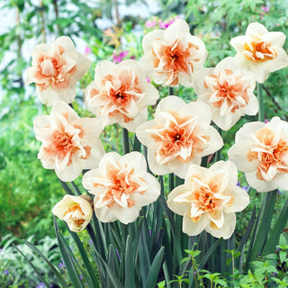 Gefüllte Narzisse - Delnashaugh - Narcissus - Gefüllte creme-orangefarbene Blüten - 5 Blumenzwiebeln