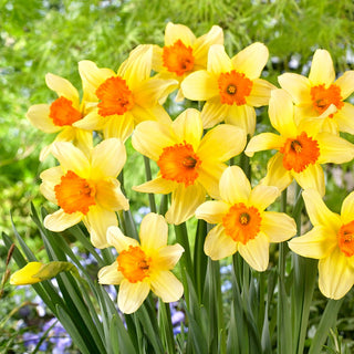 Narzisse - Fortissimo - Narcissus - Frühlingsshow in jedem Beet - 5 Blumenzwiebeln