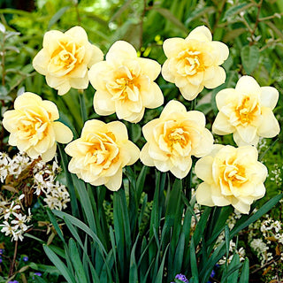 Narzisse - Manly - Narcissus - Helle Farben, langlebig und dekorativ - 5 Blumenzwiebeln