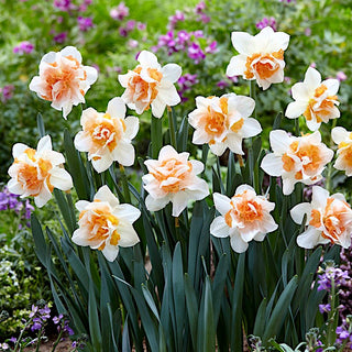 Narzisse - Replete - Narcissus - Frühlingsakzent voller Frische - 5 Blumenzwiebeln