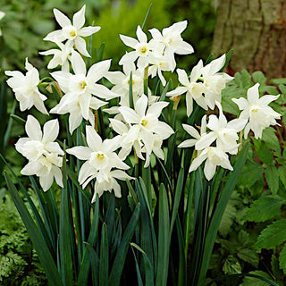 Narzisse - Thalia - Narcissus - Harmonische elegante weiße Blüten - 5 Blumenzwiebeln