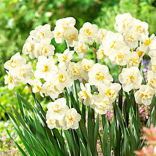 Narzisse - Cheerfulness - Narcissus - Zarter Duft frühlingsfrischer Frische - 5 Blumenzwiebeln