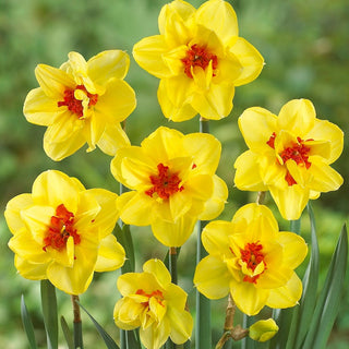 Gefüllte Narzisse - Ascot - Narcissus - Bildet dichte eindrucksvolle Horste - 5 Blumenzwiebeln