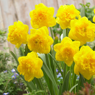 Gefüllte Narzisse - Eastertide - Narcissus - Ideal für Frühlingsdekoration - 5 Blumenzwiebeln