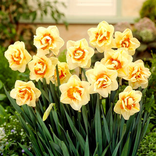 Gefüllte Narzisse - Flower Parade - Narcissus - Ausdrucksvolles Gelb-Orange Farbspiel - 5 Blumenzwiebeln
