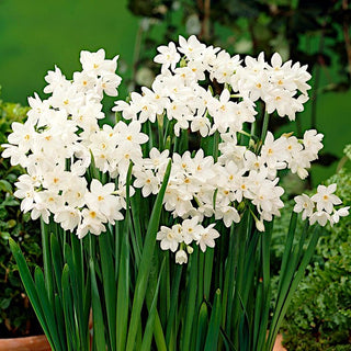 Narzisse - Paperwhites Ziva - Narcissus - Schneeweiße Blüten im Garten - 5 Blumenzwiebeln