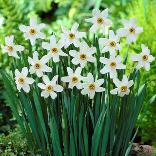 Narzisse - Recurvus - Narcissus - Zarter Duft, der verzaubert - 5 Blumenzwiebeln