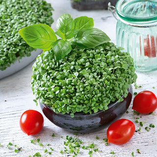 Basil - Sprouting Seeds - Fast-Growing, Healthy Harvests, Easy to Grow - Ocimum basilicum - Premium Seeds