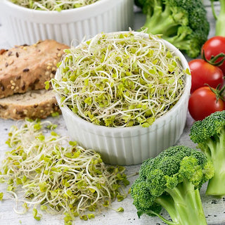 Broccoli - Sprouting Seeds - Tasty and Healthy, Quick to Grow, Abundant Harvests - Premium Seeds