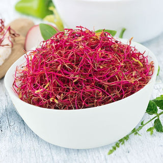 Mangold rot - Keimsprossen - Angenehm Süß, Reich An Folsäure - 100 g - Premium-Saatgut