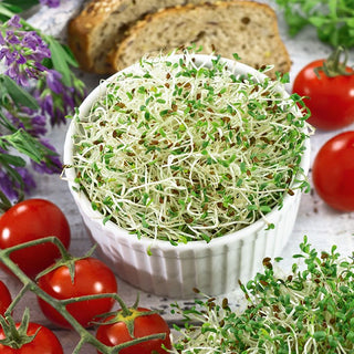 BIO Keimsprossen - Alfalfa - Reich An Pflanzlichem Eiweiß, Vitamin C Und K - Medicago sativa - Großpackung - 100 g - Premium-Saatgut