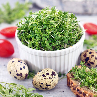 Gartenkresse - Keimsprossen - Perfekt Für Die Ganzjährige Zimmerkultur - 500 g - Premium-Saatgut