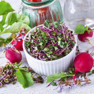 Radish China Rose - Sprouting Seeds - Spicy Flavour, Fast-Growing, Easy to Grow - Premium Seeds