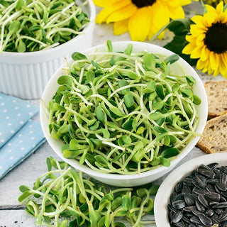 Sunflower - Sprouting Seeds - Spicy Flavour, Fast-Growing, Easy to Grow, Juicy and Crunchy - Helianthus annuus - Premium Seeds