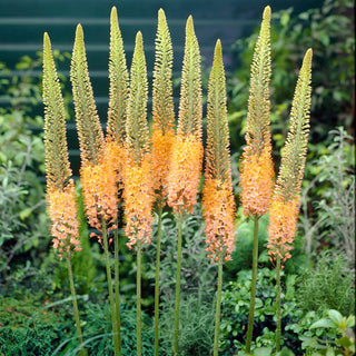 Steppenkerze - Cleopatra - Eremurus - Exotische Königin im Gartenbeet