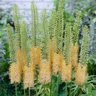 Steppenkerze - Romance - Eremurus - Gigantische Blütenstände in Rosatönen