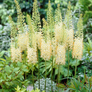 Steppenkerze - Tropical Dream - Eremurus - Spektakulärer Effekt im Sommer