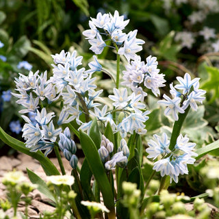 Puschkinie Kegelblume - Puschkinia - Zarter blauer Frühlingsakzent - 10 Blumenzwiebeln