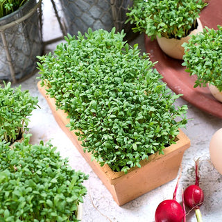 Microgreens Cress - Spicy Flavour, Ideal Addition to Eggs and Sandwiches - Lepidium sativum - Premium Seeds