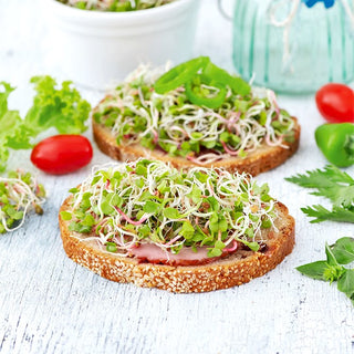 Keimsprossen - Rettich Daikon - Mild Und Saftig, Frischer Geschmack - Großpackung - 100 g