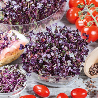 Sprouting Seeds Radish Sango - Perfect for Salads, Sandwiches, and Soups - Premium Seeds