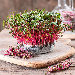 Microgreens Radish - Exceptionally Spicy Flavour - Premium Seeds