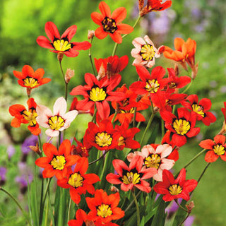 Sparaksis - Mischung - Sparaxis - Farbenpracht des Sommers in Beeten - 20 Blumenzwiebeln