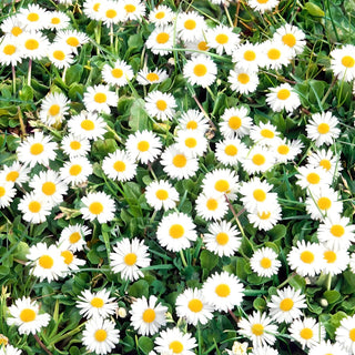 Wiesen-Gänseblümchen - Perfekt Für Rasenflächen, Schnittverträglich - Bellis perennis - 10 g