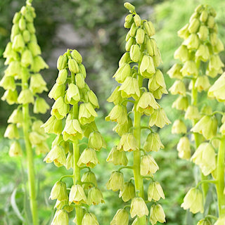 Persische Kaiserkrone - Alba - Weiß - Fritillaria - Exotische Frühjahrsdekoration
