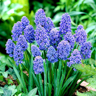 Traubenhyazinthe - Blue Spike - Muscari - Intensive Farbe, Außergewöhnliche Wirkung - 10 Blumenzwiebeln