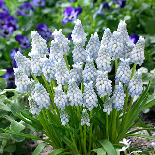 Traubenhyazinthe - Peppermint - Muscari - Zarter Akzent fürs Blumenbeet - 10 Blumenzwiebeln