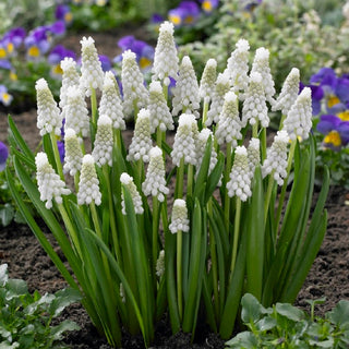 Traubenhyazinthe - Siberian Tiger - Muscari - Gartenjuwel in Weiß - 10 Blumenzwiebeln