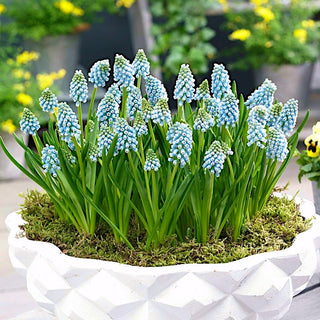 Traubenhyazinthe - Aqua Magic - Muscari - Kleine Blüten mit großer Wirkung - 10 Blumenzwiebeln