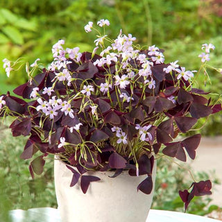 Oxalis - Triangularis - Romantische purpurne Zartheit - 5 Knollen