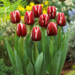 Tulpe - Armani - Tulipa - Eleganz in einer Tulpe eingefangen - 5 Blumenzwiebeln