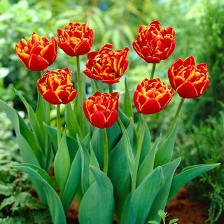 Tulpe - Allegretto - Tulipa - Ideal widerstandsfähig gegen schwierige Bedingungen - 5 Blumenzwiebeln