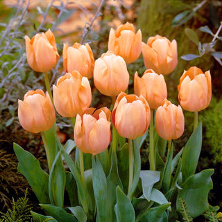 Tulpe - Apricot Beauty - Tulipa - Warme Farbe, die den Frühling ankündigt - 5 Blumenzwiebeln