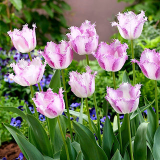 Tulpe - Aria Card - Tulipa - Beständigkeit vereint mit Schönheit - 5 Blumenzwiebeln