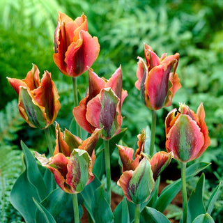 Tulpe - Artist - Tulipa - Tulpe mit Künstlerseele - 5 Blumenzwiebeln
