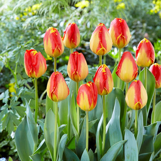 Tulpe - Banja Luka - Tulipa - Hohe Stiele, ausdrucksvoller Effekt - 5 Blumenzwiebeln