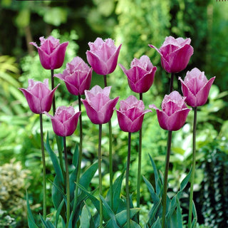 Tulpe - Blue Heron - Tulipa - Gefranste Krone, zarter Duft - 5 Blumenzwiebeln