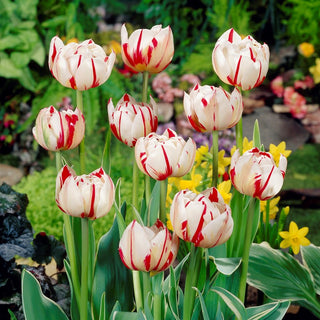 Tulpe - Carnaval de Nice - Tulipa - Schönheit ohne Komplikationen - 5 Blumenzwiebeln