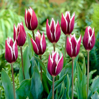 Tulpe - Chansonette - Tulipa - Schlanke harmonische Blüten - 5 Blumenzwiebeln
