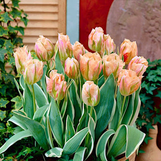 Tulpe - China Town - Tulipa - Frühlingsfarben in schönster Form - 5 Blumenzwiebeln