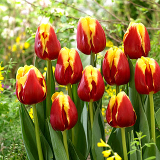 Tulpe - Denmark - Tulipa - Schlanke, hohe, robuste Stiele - 5 Blumenzwiebeln
