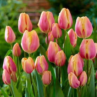 Tulpe - Dragon King - Tulipa - Zuverlässige dekorative Sorte - 5 Blumenzwiebeln