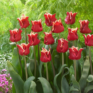 Tulpe - Elegant Crown - Tulipa - Klassiker in moderner Form - 5 Blumenzwiebeln