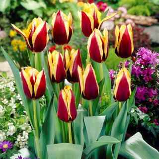 Tulpe - Gavota - Tulipa - Außergewöhnliche Tulpe für Arrangements - 5 Blumenzwiebeln